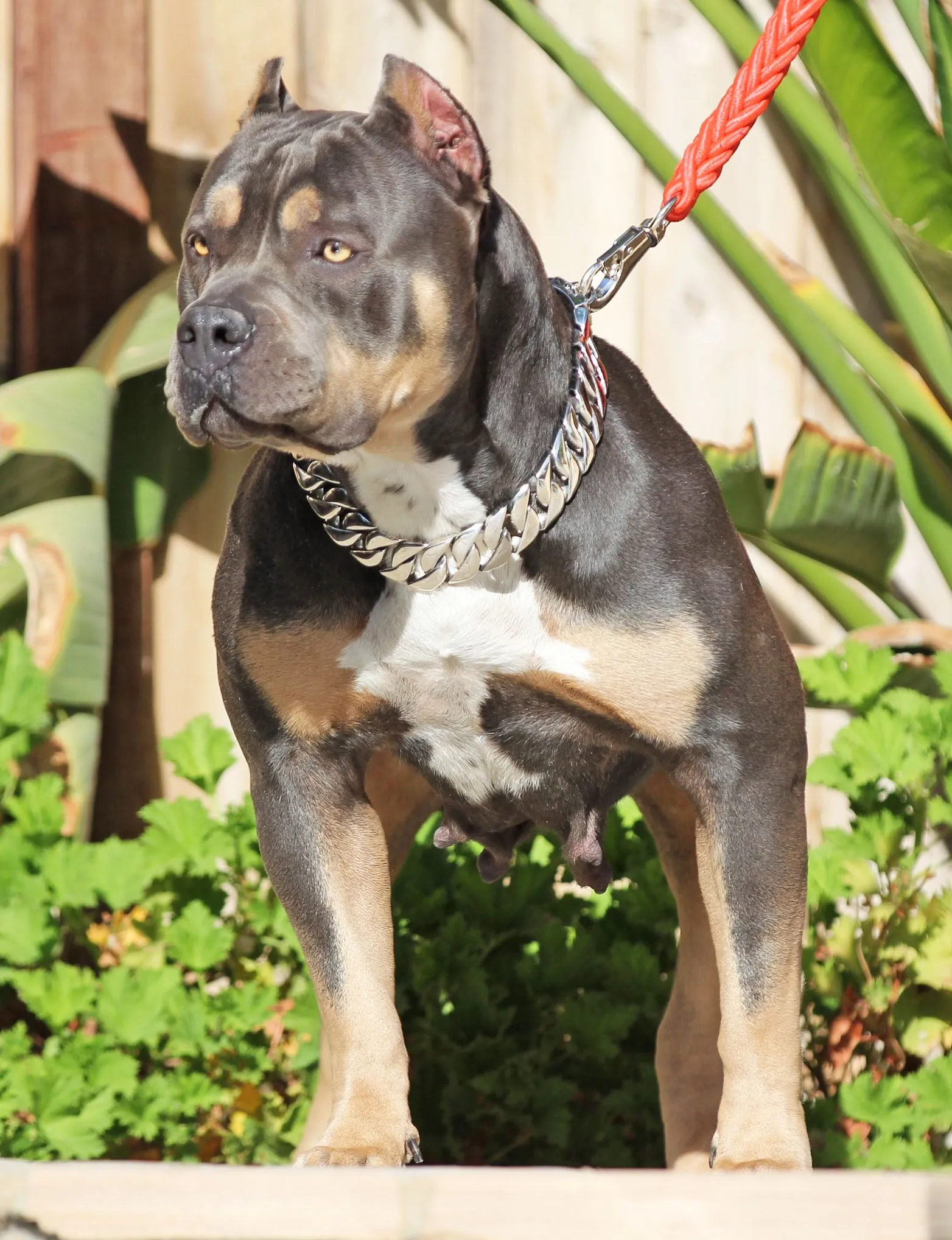 31 MM SILVER ROLLS ROYCE CUBAN DOG COLLAR THICKEST