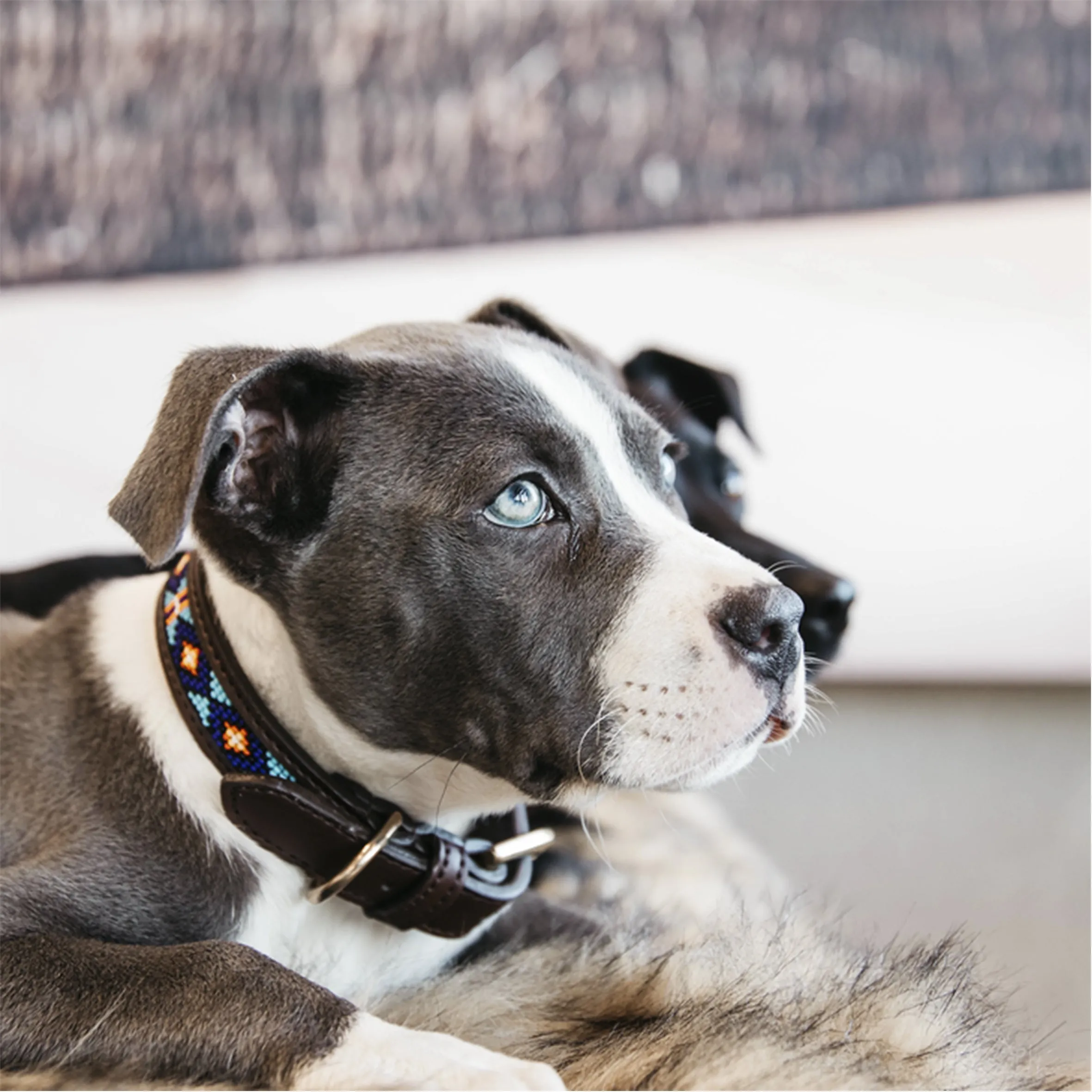 Dog Collar Handmade Pearls