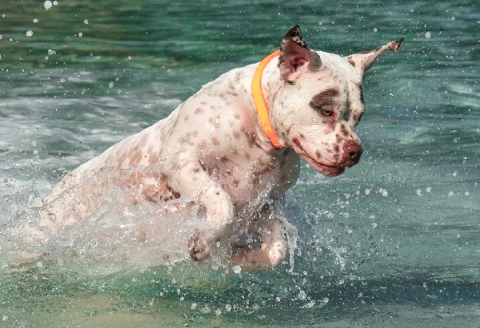 Neopro Weatherproof Tangerine Collar