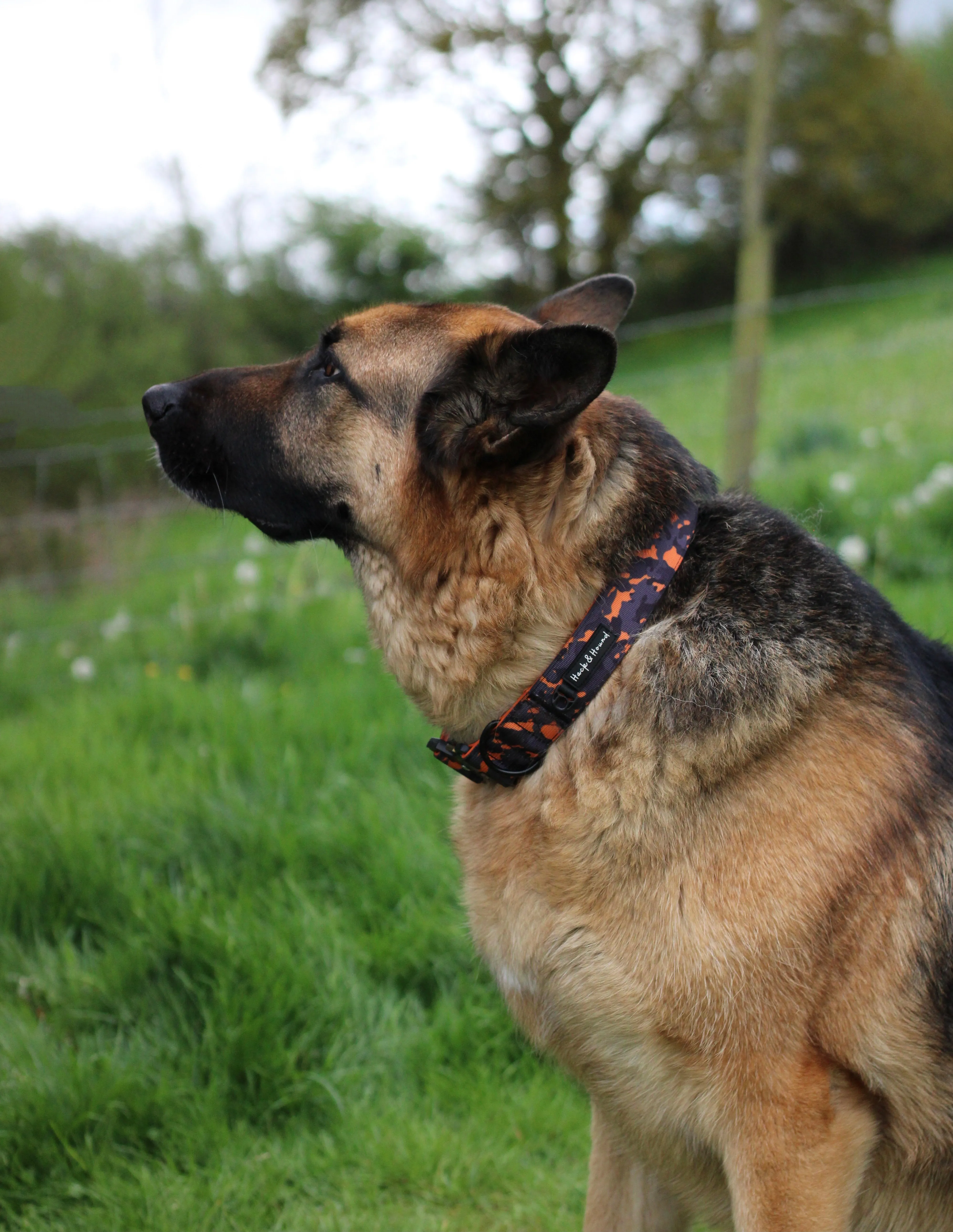 Pathfinder Tactical Wide Collar - Orange Camo